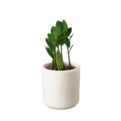 LIVING HOUSE PLANT | Zamioculcas Zamiifolia ZZ