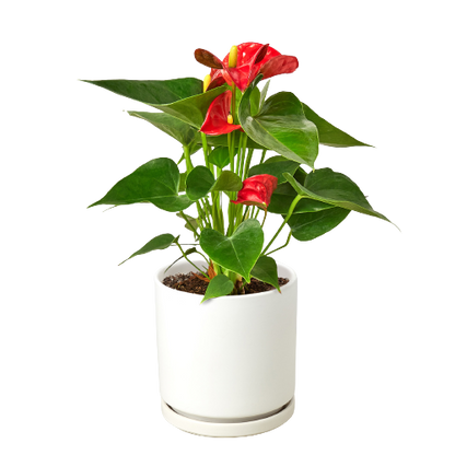 LIVING HOUSE PLANT | Anthurium 'Red'