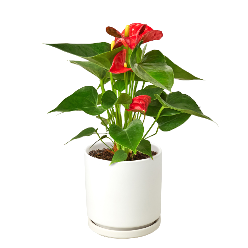 LIVING HOUSE PLANT | Anthurium 'Red'