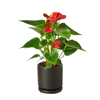 LIVING HOUSE PLANT | Anthurium 'Red'