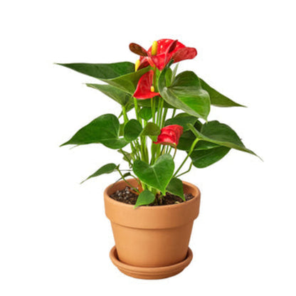 LIVING HOUSE PLANT | Anthurium 'Red'