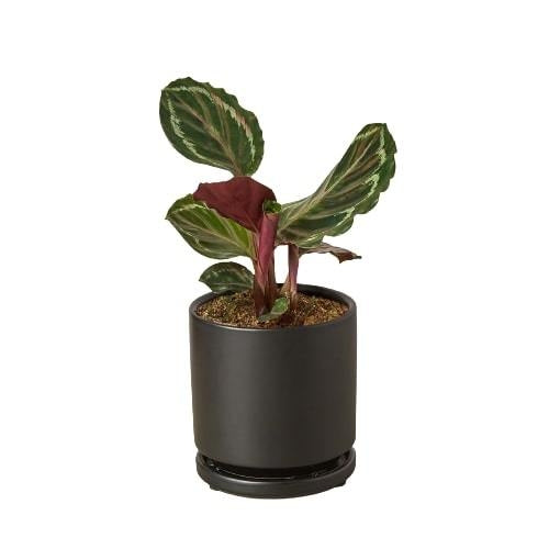 LIVING HOUSE PLANT | Calathea Roseopicta 'Medallion'