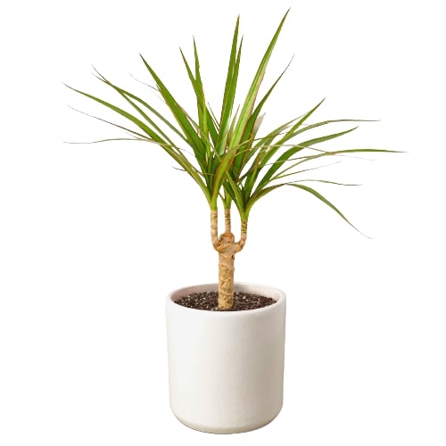 LIVING HOUSE PLANT | Dracaena Marginata Cane