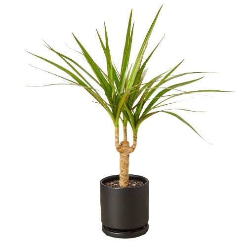 LIVING HOUSE PLANT | Dracaena Marginata Cane