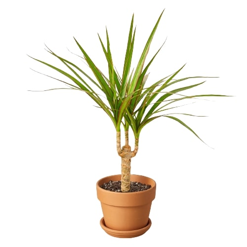 LIVING HOUSE PLANT | Dracaena Marginata Cane