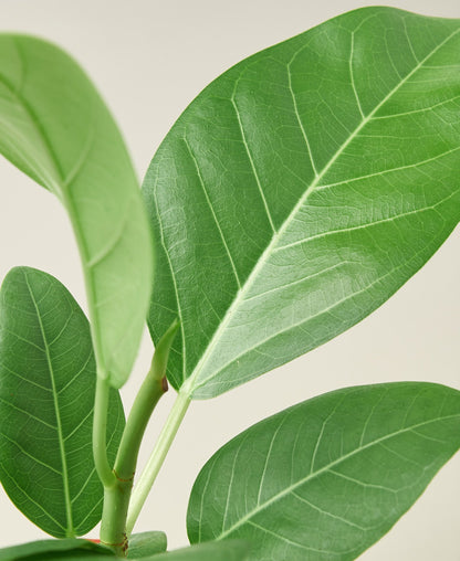 LIVING HOUSE PLANT | Ficus 'Audrey'