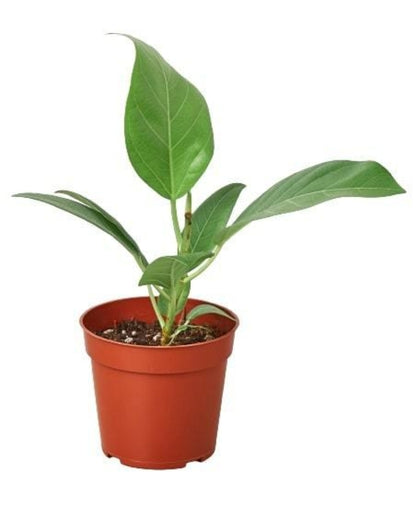 LIVING HOUSE PLANT | Ficus 'Audrey'