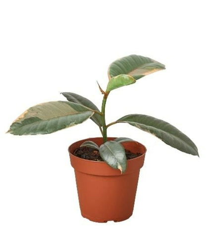 LIVING HOUSE PLANT | Ficus Elastica 'Ruby Pink'