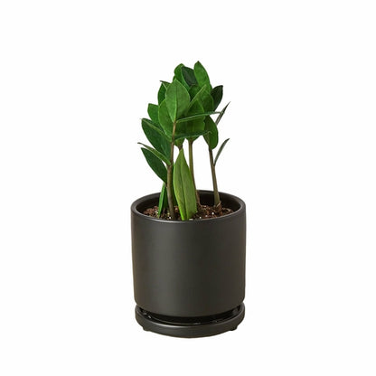 LIVING HOUSE PLANT | Zamioculcas Zamiifolia ZZ