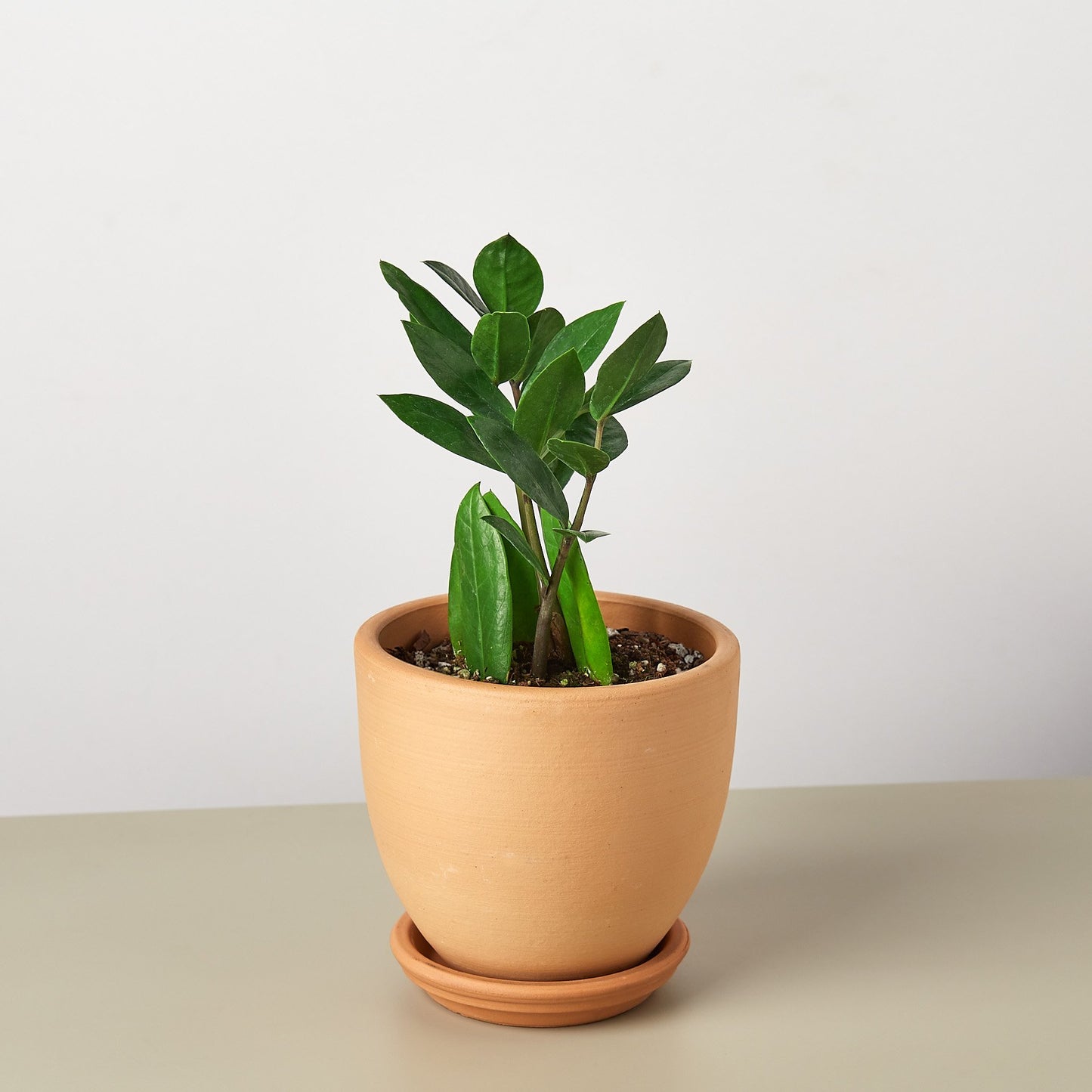 LIVING HOUSE PLANT | Zamioculcas Zamiifolia ZZ