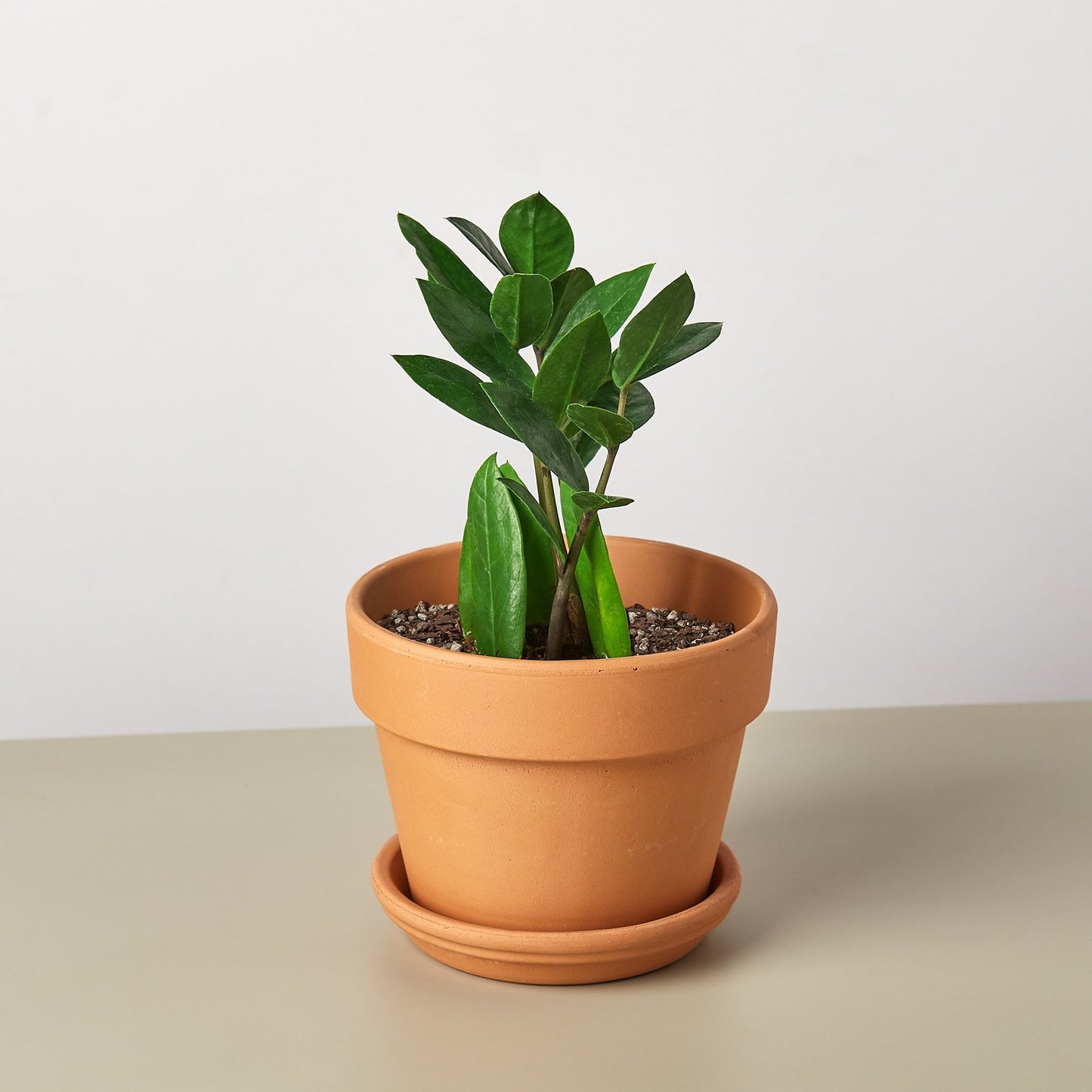 LIVING HOUSE PLANT | Zamioculcas Zamiifolia ZZ