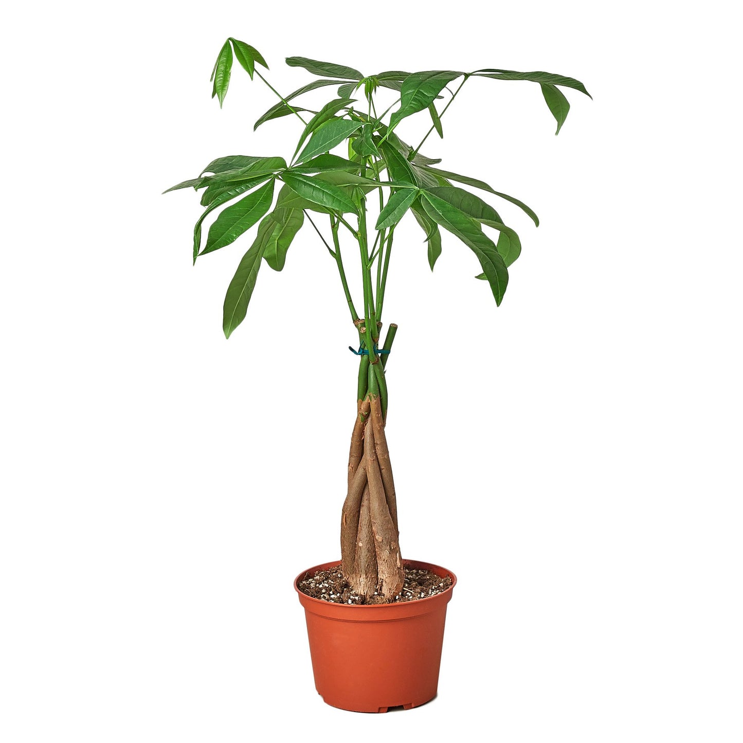 LIVING HOUSE PLANT | Money Tree 'Guiana Chestnut' Pachira Braid