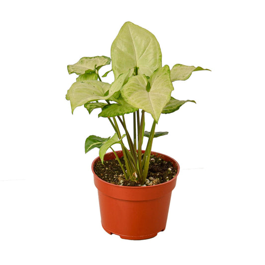 LIVING HOUSE PLANT  | Syngonium White Butterfly