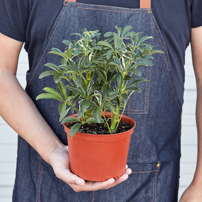 LIVING HOUSE PLANT | Schefflera Moonlight 'Umbrella Plant'