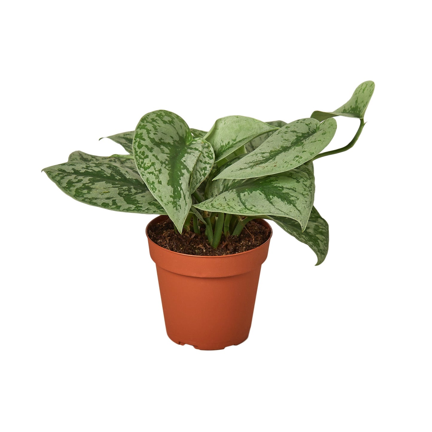 LIVING HOUSE PLANT | Scindapsus Pictus 'Exotica'