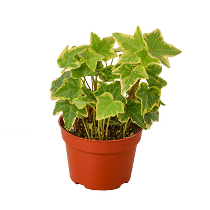 LIVING HOUSE PLANT | English Ivy Gold Child