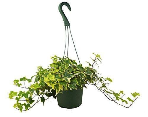 LIVING HOUSE PLANT | English Ivy Gold Child