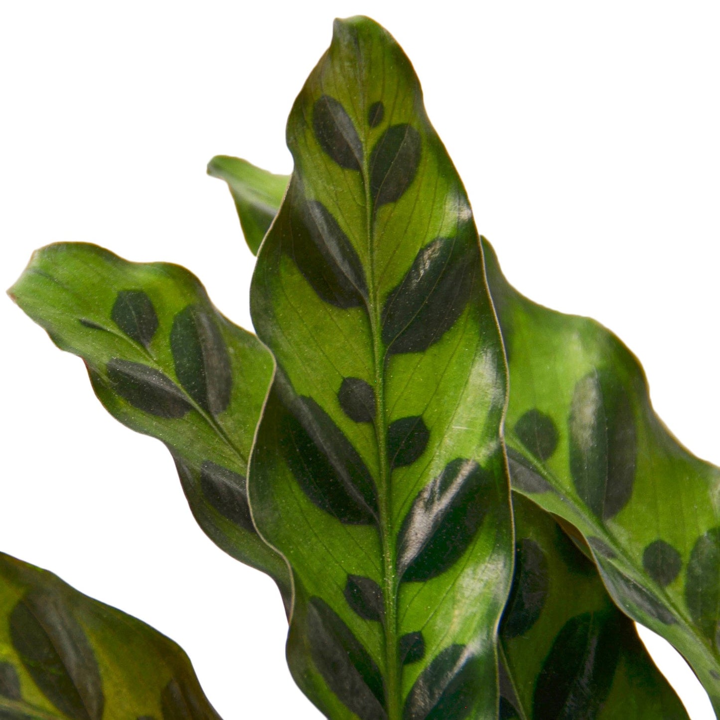 LIVING HOUSE PLANT | Calathea Lancifolia 'Rattlesnake'