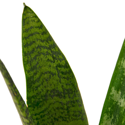 LIVING HOUSE PLANT | Snake Plant 'Zeylanica'