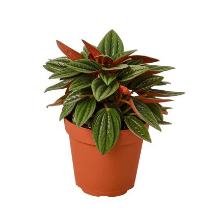 LIVING HOUSE PLANT | Peperomia Rosso