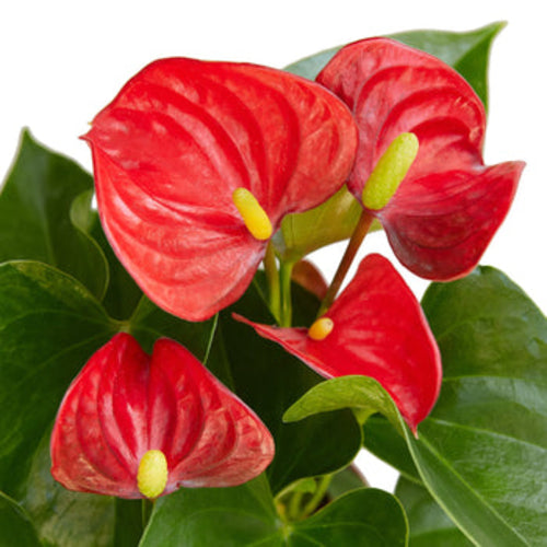 LIVING HOUSE PLANT | Anthurium 'Red'