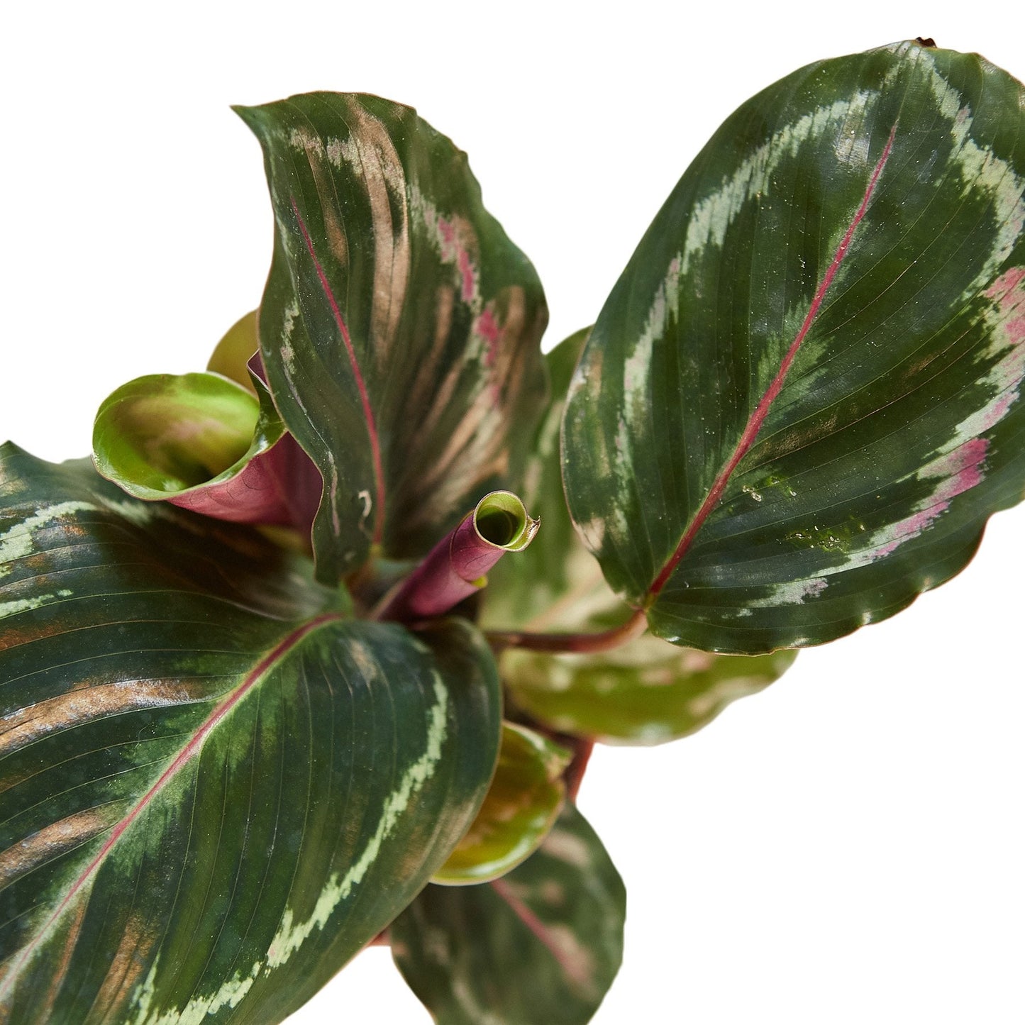 LIVING HOUSE PLANT | Calathea Roseopicta 'Medallion'