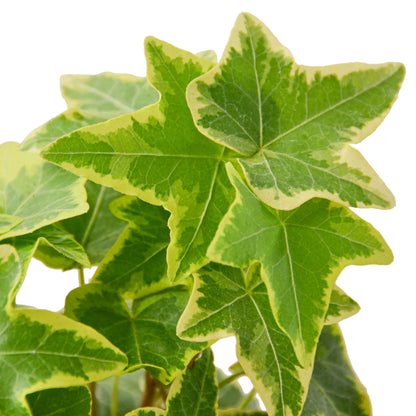 LIVING HOUSE PLANT | English Ivy Gold Child