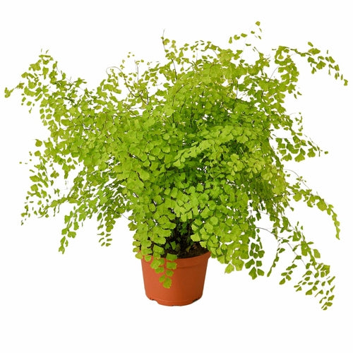 LIVING HOUSE PLANT | Maidenhair Fern