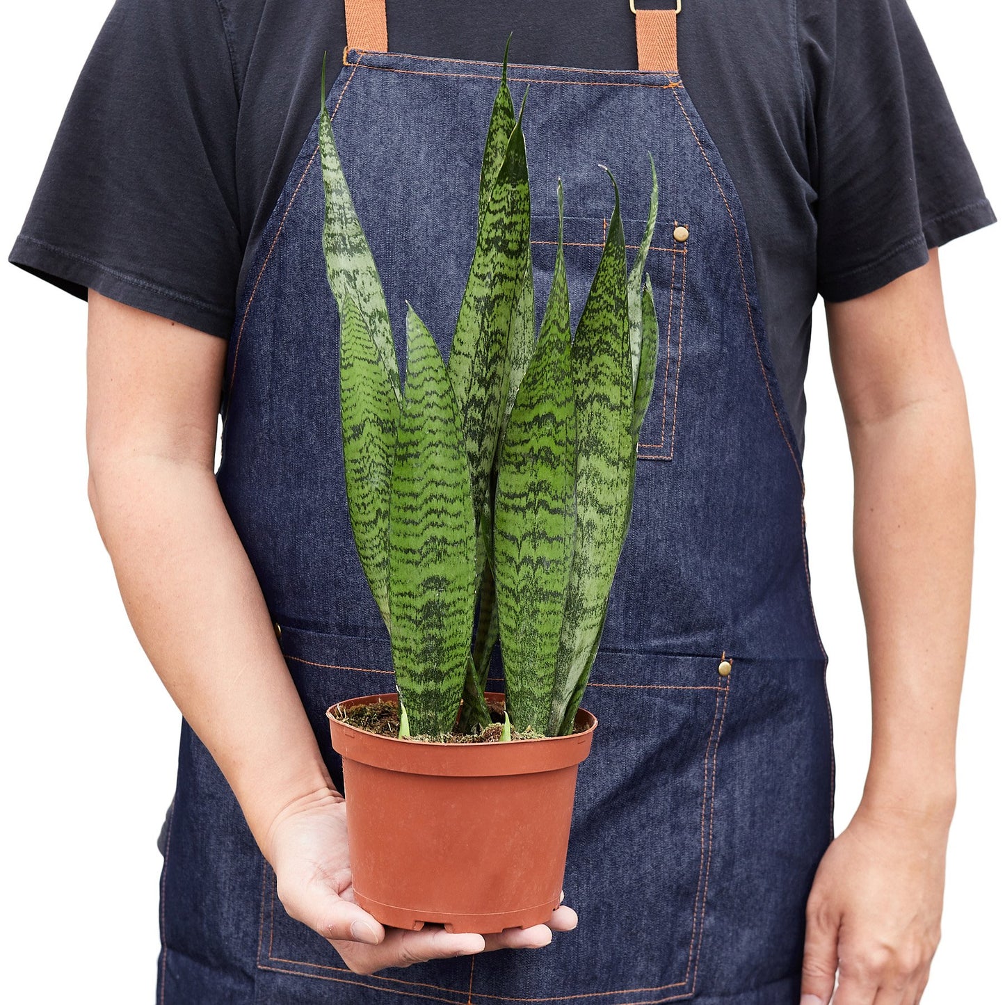 LIVING HOUSE PLANT | Snake Plant 'Zeylanica'