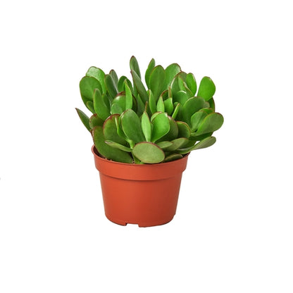 LIVING HOUSE PLANT | Succulent Crassula 'Jade'