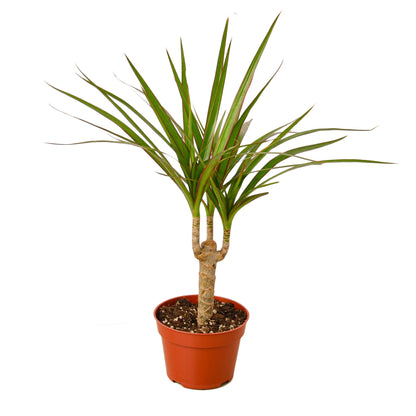 LIVING HOUSE PLANT | Dracaena Marginata Cane