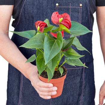 LIVING HOUSE PLANT | Anthurium 'Red'