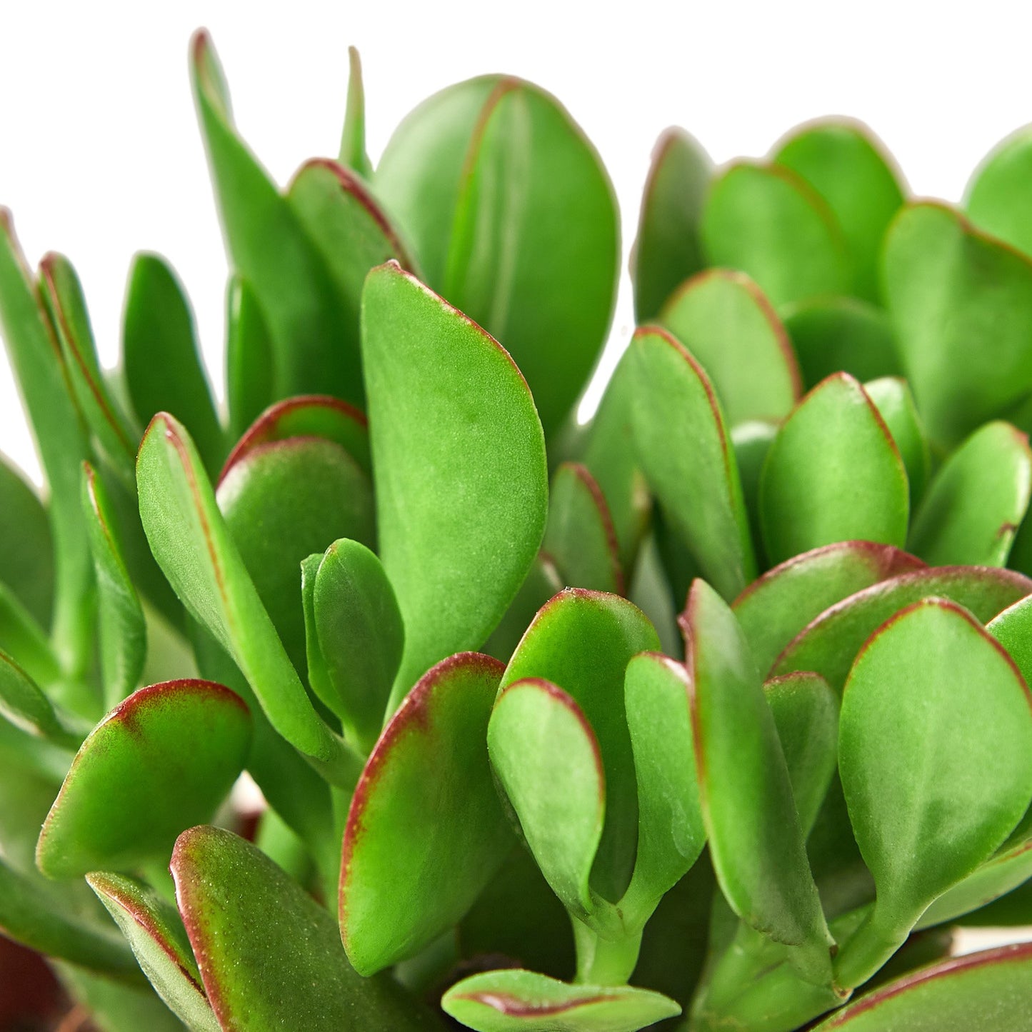 LIVING HOUSE PLANT | Succulent Crassula 'Jade'