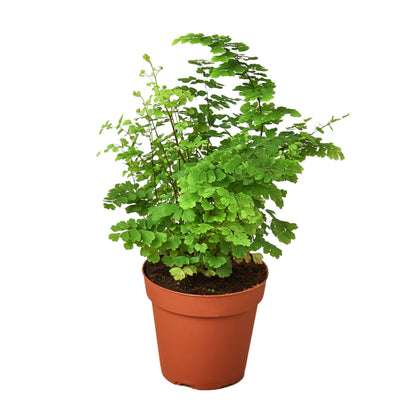 LIVING HOUSE PLANT | Maidenhair Fern